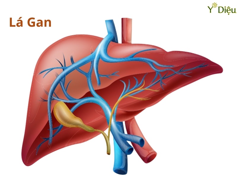 Gan không ức chế được quá trình tái tạo glucose, làm tăng sản xuất glucose nội sinh